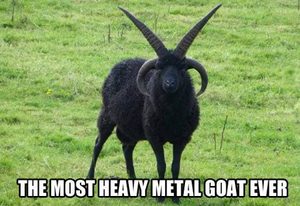 Goat