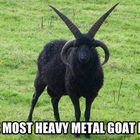 Goat